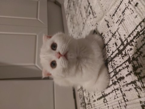 4 aylık erkek bebek scottish fold