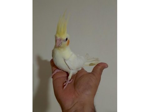 Sağlıklı 3 aylık sultan papağanı yavrular