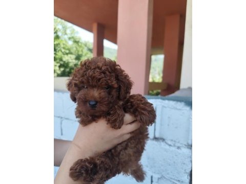 Kilo garantili kore kan red brown toy poodle yavrular