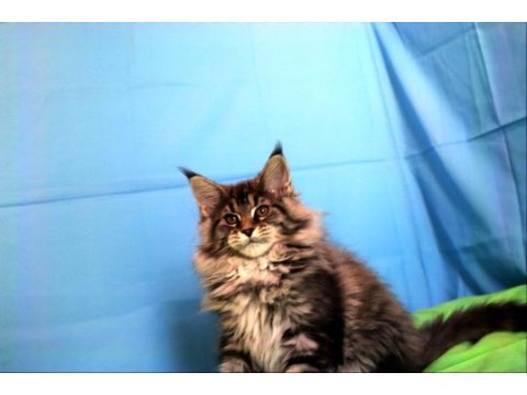 İlloai ve arthur eşleşmesinin en iri yavrusu maine coon