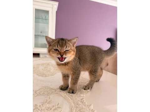 75 günlük british shorthair yeni yuvaya gitmeye hazır
