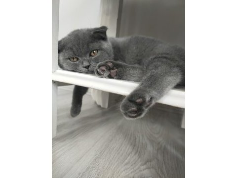 Mersin scottish fold