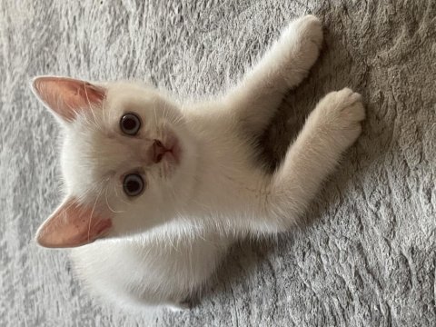 1 mayıs doğumlu british shorthair blue pointler