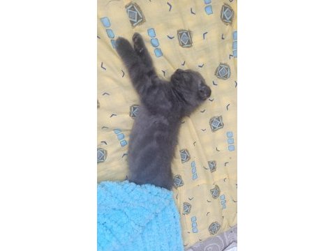 Scottish fold kedimiz