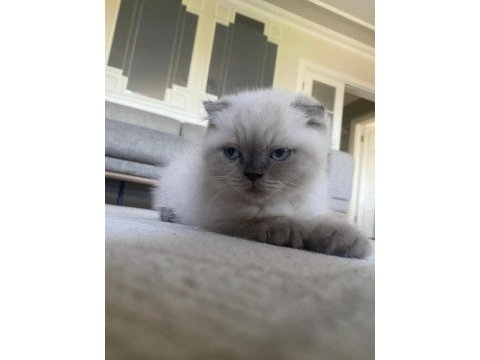 Scottish fold (kahve) ve scottish fold blue point (lokum)