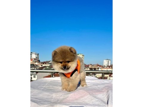 Ayı surat pomeranian boo yaru