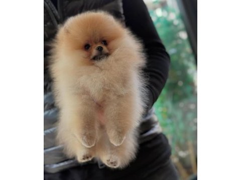 Safkan orjinal scr ayı surat pomeranian boo yavrular