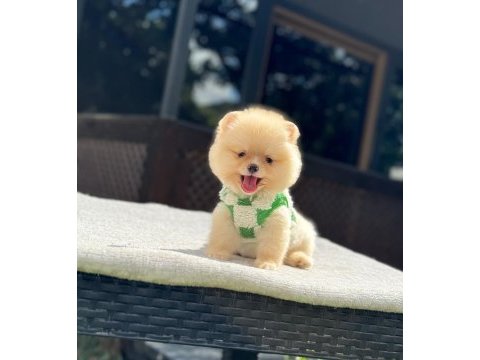 Yavru pomeranian boolarımız