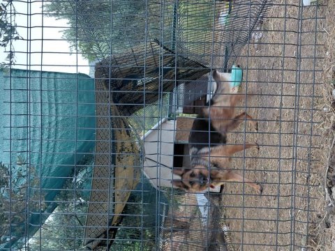 Alman çoban köpeği workline
