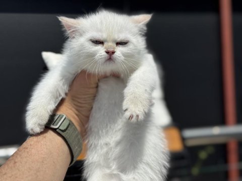 Ziyarete açık beyaz mavi gözlü british shorthair 