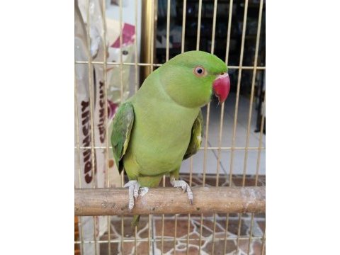Konuşan full evcil pakistan papağanı