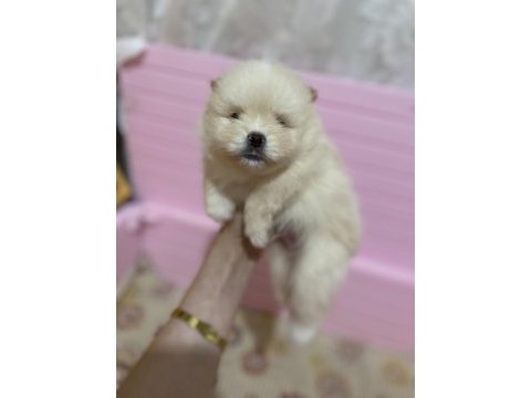 1 aylıktır 1 ay sonra rezerve edilecek pomeranian boo