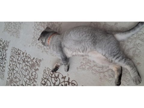 Scottish fold oğlumuza yeni yuva aranıyor