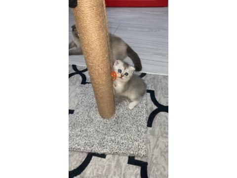 Scottish fold ve scottish straight bebekler