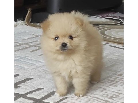 Pomeranian boo a kalite