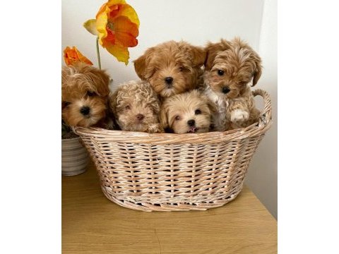 Evraklı ırk ve sağlık garantili mini maltipoo bebekler