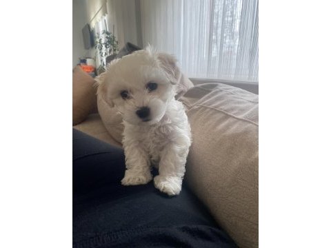 Maltese 1 numara