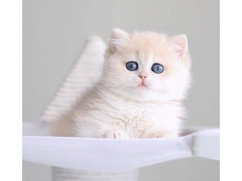 Eşsiz güzellikte ay golden british shorthair