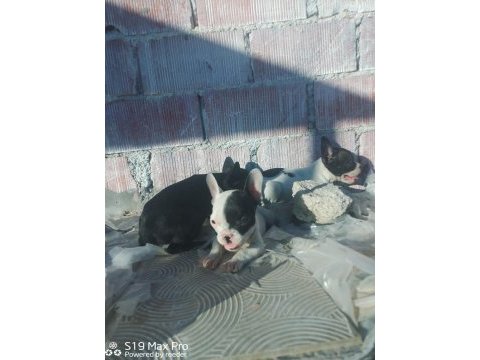 French bulldog yavrularımıza yuva arıyoruz