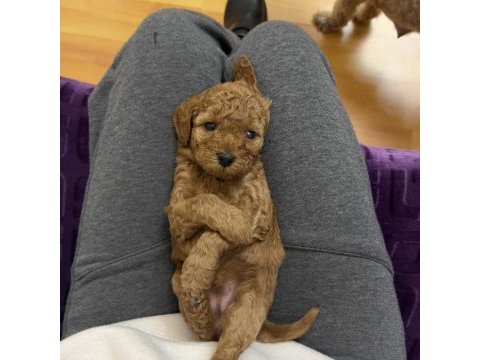 Minyatür poodle dostlar yeni sahiplerini arıyor