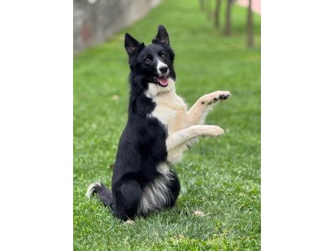 Köpeğimizden daha akıllısı yok