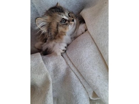 Scottish fold ve british shorthair yavrularımız