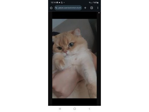 British shorthair ny11 golden