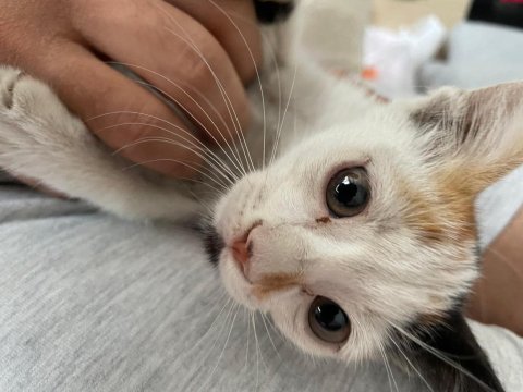 Karşıyaka minik kedimiz