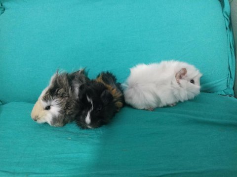 Kapıya teslim guinea pig setleri
