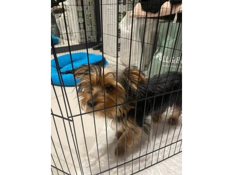 5 aylık yorkshire terrier erkek