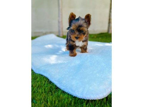 Petmode köpek çiftliğinden tea cup morkie yavrular