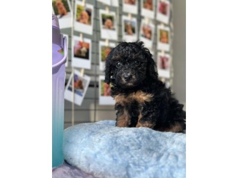 Mini maltipoo yavrularımız
