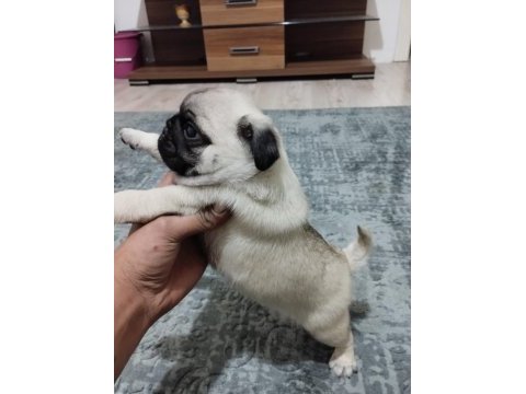 Pug mops bebekler