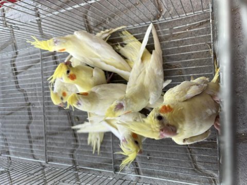 Bebek sultan papağanları