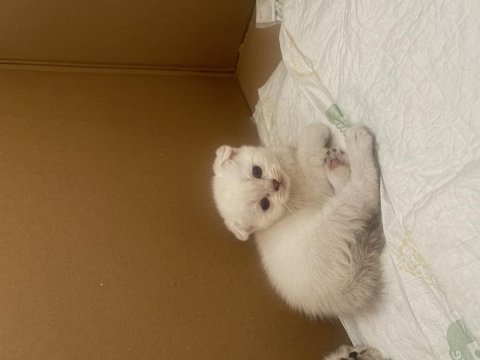 Yavru scottish fold