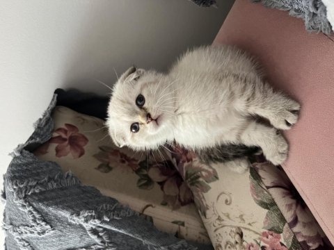 Minik scottish fold oğlumuza yeni yuva