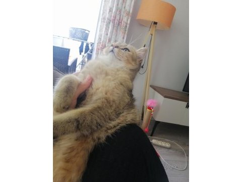 British shorthair bal küpüm