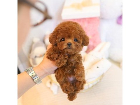 Ozelmı ozel toy poodle bebeklerımız