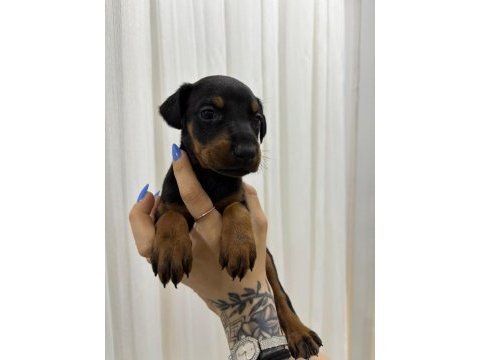 Ev ortamında büyüyen safkan doberman dişi yavrular