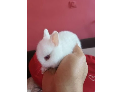 Cüce tavşan