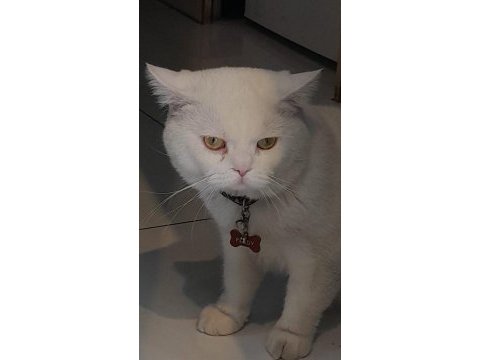Kedimizi sahiplendirmek