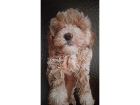 6 erkek ve 2 dişi pet eğitimli maltipoo yavrular