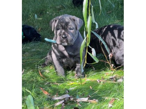 Evinizin yeni üyesi cane corso kapıda ödeme vardır