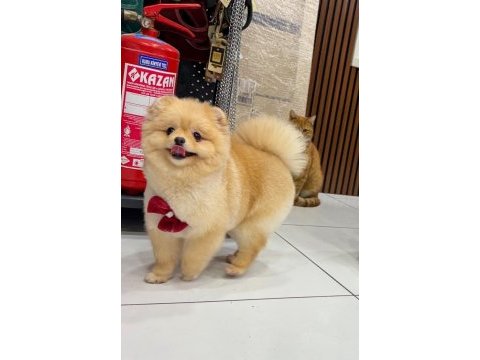 Yetişkin dişi 8 aylık pomeranian