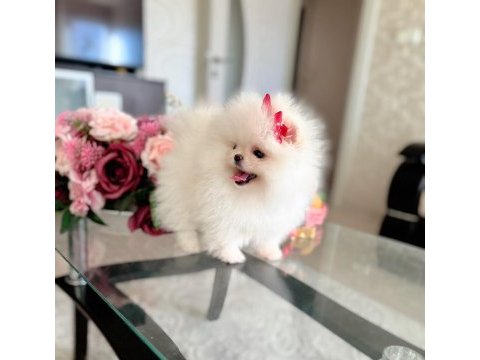 Mini boy teacup dişi pomeranian boo