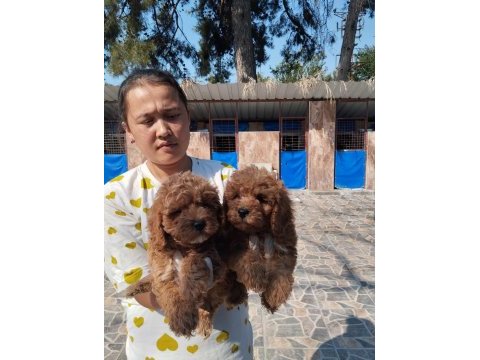 Standart poodle efsane bebekler
