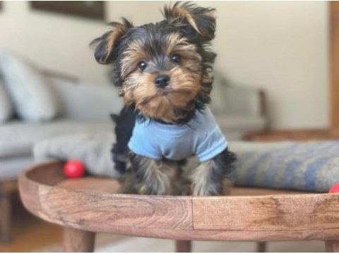 Teacup ve 0 no morkie yavrular