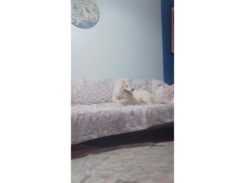 Safkan samoyed