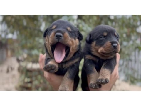 İri kafa rottweiler bebekler