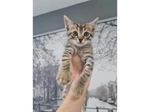 3 tane nur yüzlü tekir yavrularımız